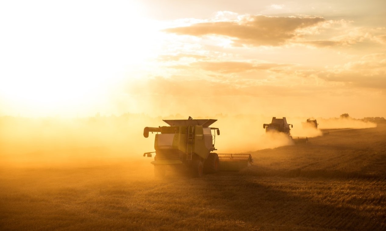 Harvesting the wheat