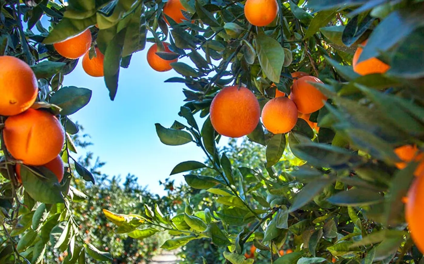 A grove of orange trees.