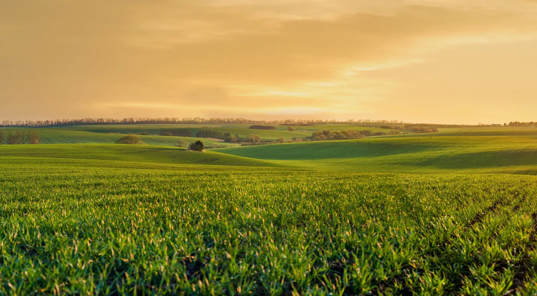 green sprouts of wheat or rye on the hilly terrain of the agricultural field